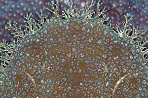 Dampier: 80186756 Tasselled Wobbegong Shark - on coral (Cyphastrea