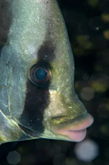 Dampier: 80186757 Pinnate Spadefish Mioskon dive site, Dampier
