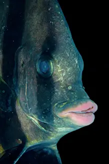 Dampier: 80186758 Pinnate Spadefish Mioskon dive site, Dampier