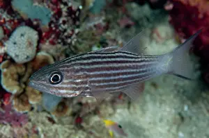 Dampier: 80186759 Tiger Cardinalfish Mioskon dive site, Dampier
