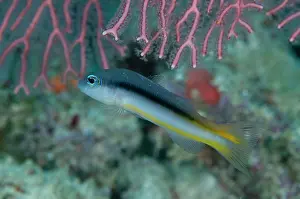 Dampier: 80186760 Ammer's Dottyback Friwinbonda dive site