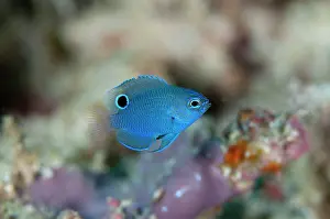 Dampier: 80186762 Burrough's Damselfish - Juvenile Friwinbonda