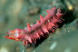 Dampier: 80186763 Sea Cucumber Friwinbonda dive site, Dampier