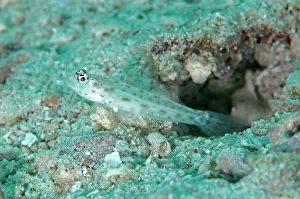 Dampier: 80186764 Gold-speckled Shrimpgoby - by hole Batu