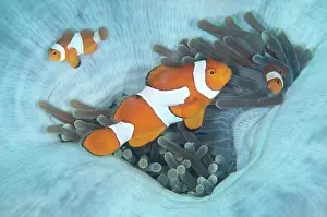 Dampier: 80186765 False Clown Anemonefish - in Magnificent