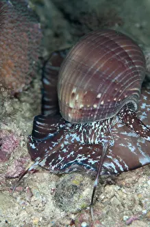 Dampier: 80186766 Tun Shell - on sand Saonex Pier dive site
