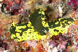 Dampier: 80186767 Minor Notodoris Nudibranch - on coral