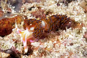Dampier: 80186768 Milne Bay Godiva Nudibranch Mike's Point