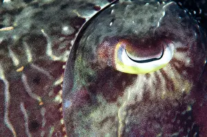 Dampier: 80186769 Broadclub Cuttlefish - closeup Otdina