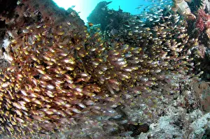 Dampier: 80186770 Yellow Sweepers - school Otdina Reef dive