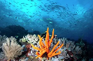 Dampier: 80186771 Reef Scene - scenic view of orange sponge