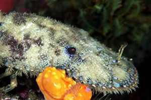 Dampier: 80186772 Slipper Lobster Mioskon dive site, Dampier