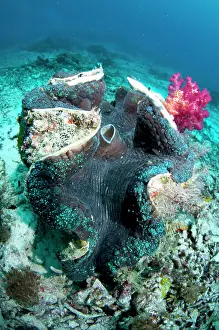 Arborek: 80186775 Fluted Giant Clam Arborek Jetty dive site
