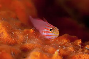 Waigeo: 80186776 Stripedhead Dwarfgoby Citrus Ridge dive
