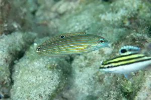 Waigeo: 80186777 Tailspot Wrasse - with Juvenile Bridled