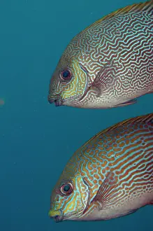 Waigeo: 80186778 Lined Rabbitfish - (lower) and Vermiculated
