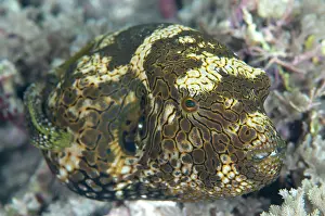 Arothron: 80186779 Map Puffer - juvenile Mangrove Ridge dive