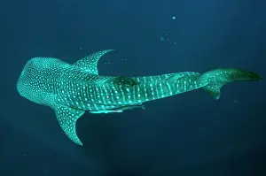 Typus: 80186780 Whale Shark - with Remoras Cenderawasih