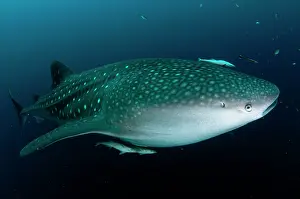 Typus: 80186781 Whale Shark - with Remoras Cenderawasih