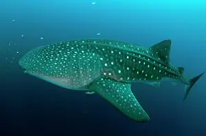 Typus: 80186782 Whale Shark - with Remoras Cenderawasih