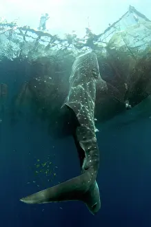 Typus: 80186783 Whale Shark - at surface feeding from fishing