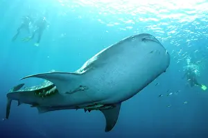 Typus: 80186785 Whale Shark - with Remoras at surface with