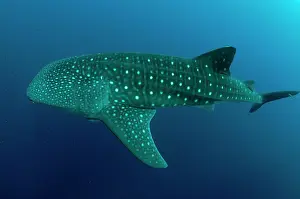Typus: 80186786 Whale Shark Cenderawasih (Bird of Paradise)