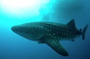 Typus: 80186787 Whale Shark - with Remoras and sun in background