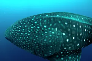 Typus: 80186788 Whale Shark Cenderawasih (Bird of Paradise)