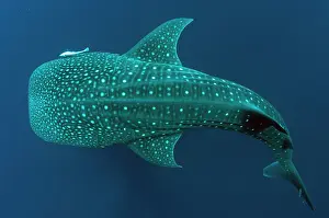Typus: 80186789 Whale Shark - with Remoras Cenderawasih