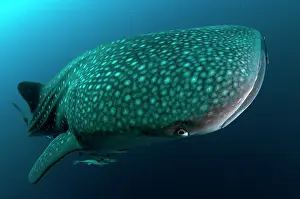 Typus: 80186790 Whale Shark - with Remoras Cenderawasih