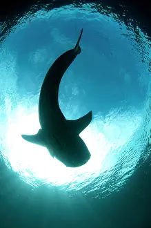 Typus: 80186791 Whale Shark - silhouette with sun in background