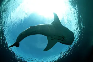Typus: 80186792 Whale Shark - underside with Remoras with