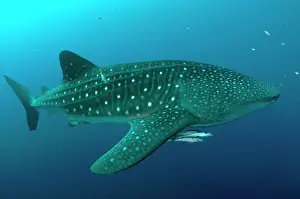 Typus: 80186793 Whale Shark - with Remoras Cenderawasih