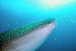 Typus: 80186794 Whale Shark - with sun in background Cenderawasih