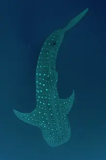 Typus: 80186795 Whale Shark Cenderawasih (Bird of Paradise)