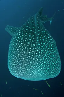 Typus: 80186796 Whale Shark Cenderawasih (Bird of Paradise)