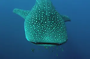 Typus: 80186797 Whale Shark - with small fish by mouth
