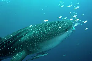 Typus: 80186798 Whale Shark - with small fish and Remoras