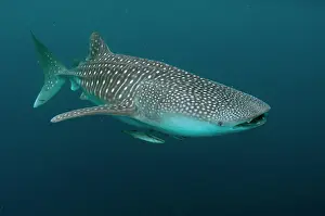 Typus: 80186799 Whale Shark - with Remoras Cenderawasih
