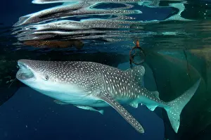 Typus: 80186800 Whale Shark - at surface feeding from fishing