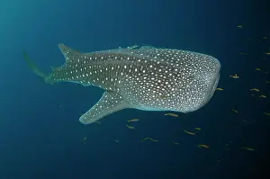 Typus: 80186801 Whale Shark - with small fish Cenderawasih