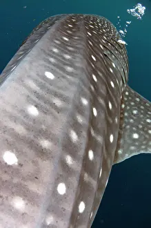 Bubbles: 80186802 Whale Shark - blowing bubbles Cenderawasih