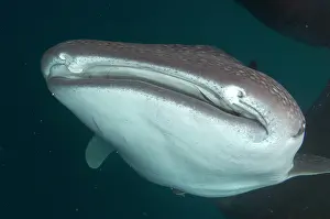 Typus: 80186803 Whale Shark - mouth Cenderawasih (Bird