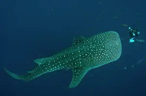 Typus: 80186804 Whale Shark - being photographed by diver