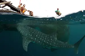 Fishermen: 80186805 Whale Shark - being fed at surface by fishermen
