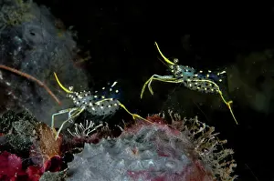 Cleaner: 80186806 Clear Cleaner Shrimp - pair - Nabire dive