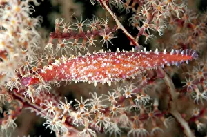 Polyp: 80186807 Rosy Spindle Cowrie Shell - in coral fan