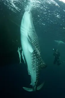 Typus: 80186808 Whale Shark - with Remoras being photographed