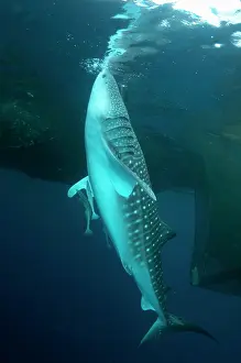 Typus: 80186810 Whale Shark - with Remoras at surface feeding